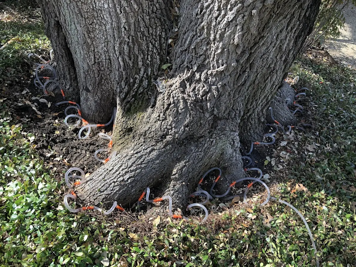 Detailed Tree Cabling and Bracing job site in Saint Rose