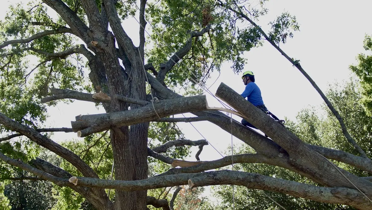 Professional Hazardous Tree Removal performed by certified arborists in Saint Rose